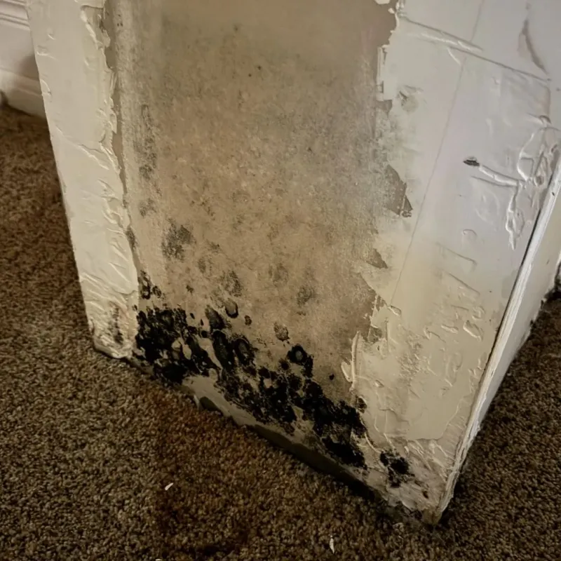 Professional Mold Removal in Upper Fruitland, NM